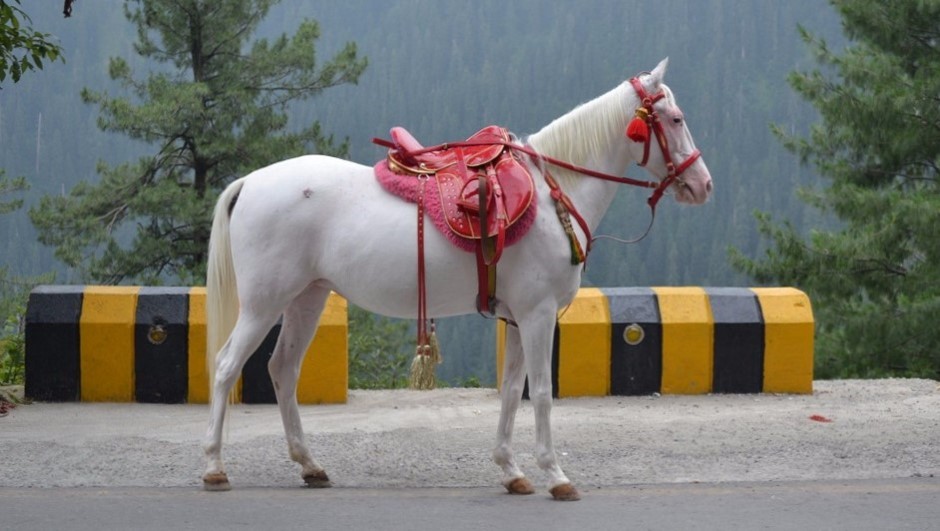Horse Riding in Murree